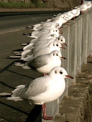 groupthink