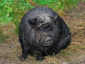 medieval pig maintenance by crises_crs medieval pig maintenance by crises_crs