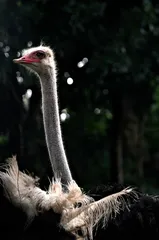 feed the ostrich by .bala on flickr