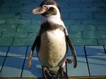 Penguins
