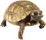 turtle_uid_1104643.png