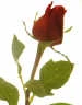 red_rose.jpg