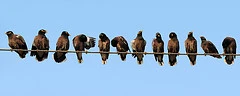 life on the wire by wildxplorer on flickr